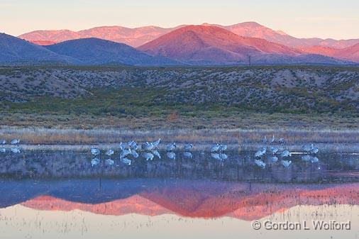 Cranes At Sunrise_73754.jpg - Sandhill Cranes in a marsh photographed in the Bosque del Apache National Wildlife Refuge near San Antonio, New Mexico USA. 